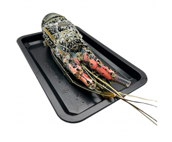 Frozen Green Lobster | 500-600g | 青龙虾 | BR